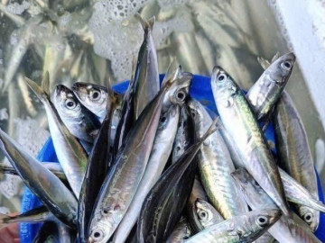 Sức khỏe - Loại cá tốt trên thế giới, ở Việt Nam vào mùa thịt thơm ngọt bán đầy chợ chỉ từ 90.000 đ/kg, bổ dưỡng hơn cá hồi