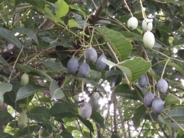 Tin tức - Loại quả xưa chín rụng đầy gốc nay thành đặc sản 120.000 đ/kg, trồng một lần thu hoạch nhiều năm, được ưa chuộng ở thành phố