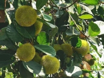 Loại quả xưa chín rụng đầy nay thành đặc sản 75.000 đ/kg, trồng một lần thu hoạch nhiều năm, du khách thích thú