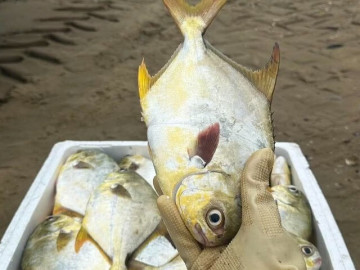 Ngư dân trúng đậm cá chim vàng sau những ngày mưa lớn