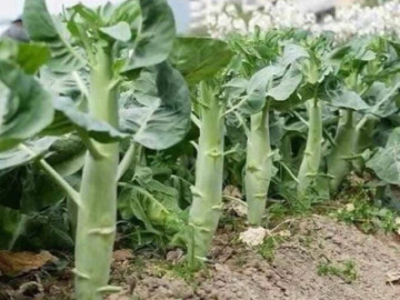Loại rau tốt trên thế giới, Việt Nam trồng bạt ngàn chỉ 35 ngày cho thu hoạch bán giá rẻ bèo, tốt cho sức khoẻ