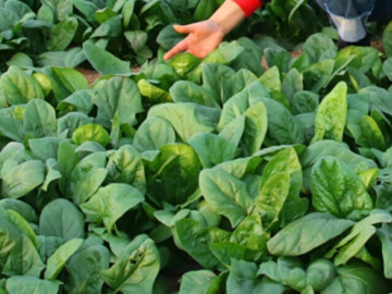 Loại rau tốt trên thế giới được trồng bạt ngàn ở Việt Nam, chỉ 45 ngày cho thu hoạch bán 30.000...