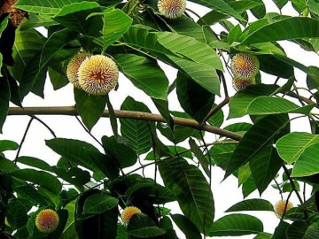 Loại quả xưa chín rụng đầy gốc nay thành đặc sản 200.000 đ/kg, trồng một lần thu hoạch nhiều năm, du khách thích mê