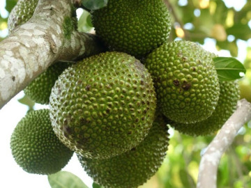 Loại quả mọc bờ rào xưa chín rụng đầy nay thành đặc sản 90.000 đ/kg, trồng một lần thu hoạch nhiều năm, được ưa chuộng ở thành phố