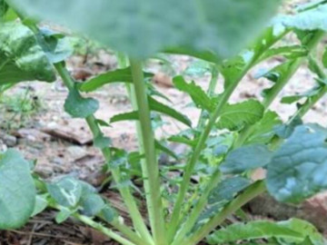 Sức khỏe - Loại rau tốt trên thế giới, Việt Nam trồng bạt ngàn chỉ 30 ngày cho thu hoạch bán giá rẻ bèo, tốt cho sức khoẻ