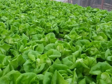 Sức khỏe - Loại rau tốt trên thế giới được trồng bạt ngàn ở Việt Nam, chỉ 30 ngày cho thu hoạch bán chỉ 20.000 đ/kg, tốt cho sức khỏe