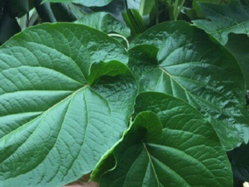 Cây mọc bờ rào được ví như lá kim cương, trồng 3 tháng cho thu hoạch, thành đặc sản nổi tiếng giá 150.000 đ/kg