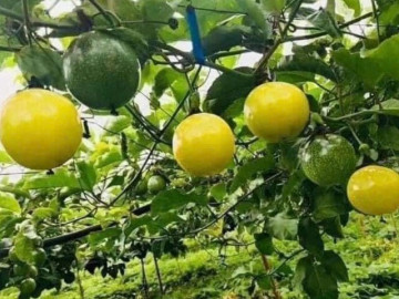 Tiểu thương lý giải giá chanh leo hoàng kim có giá đắt gấp đôi chanh leo thường nhưng vẫn luôn "cháy hàng"