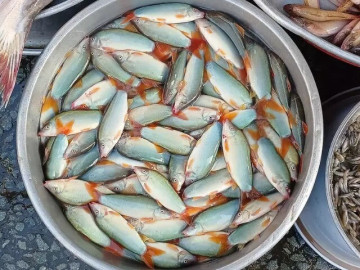 Hơn 600.000 đồng một kg cá heo nước ngọt