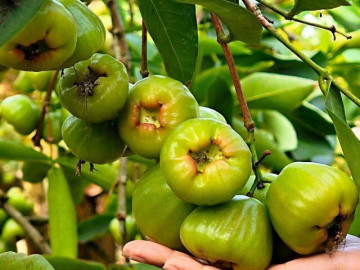 Tin tức - Loại quả mọc bờ rào xưa chín rụng đầy gốc nay thành đặc sản 90.000 đ/kg, trồng một lần thu hoạch nhiều năm, người thành phố ưa chuộng
