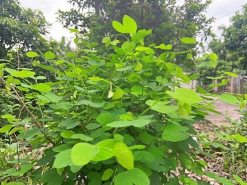 Đặc sản có tên "ngượng đỏ mặt", xưa mọc bờ rào nay được ưa chuộng giá 45.000 đ/kg, trồng một lần thu hoạch nhiều năm