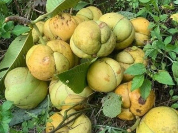 Loại quả xưa chín rụng đầy gốc nay thành đặc sản 120.000 đ/kg, trồng một lần thu hoạch nhiều năm, du khách thích thú