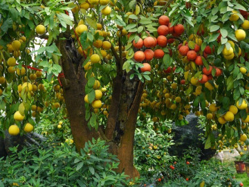 Sức khỏe - Loại quả tốt trên thế giới, Việt Nam trồng bạt ngàn thu hoạch nhiều năm bán 25.000 đ/kg, tốt cho sức khỏe