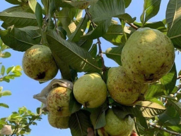 Loại quả tốt trên thế giới, Việt Nam trồng bạt ngàn thành đặc sản chỉ từ 10.000 đ/kg, thu hoạch nhiều năm