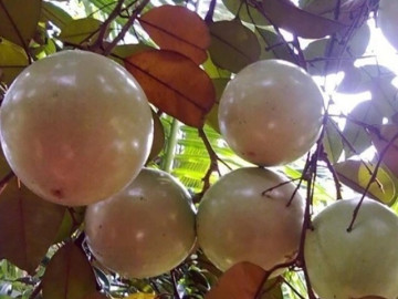 Đặc sản có tên "ngượng đỏ mặt", xưa mọc bờ rào nay được ưa chuộng giá 120.000 đ/kg, trồng một lần thu hoạch nhiều năm