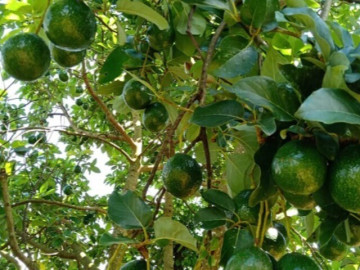 Loại quả tốt trên thế giới, Việt Nam trồng bạt ngàn thu hoạch nhiều năm, đang vào mùa giá 65.000 đ/kg