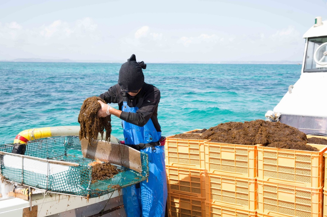 Thu hoạch tảo nâu Mozuku ở vùng biển Okinawa. Ảnh: Công ty TNHH Umi No Shizuku