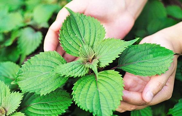 Ruộng tía tô xanh tốt, người dân có thể thu hoạch được nhiều đợt nếu biết cách chăm sóc đúng kỹ thuật - Ảnh minh hoạ.  