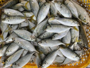 12 loại cá biển phổ biến ở Việt Nam, giàu Omega-3 lại ít ngậm hóa chất, bà nội trợ nên biết để mua về sử dụng