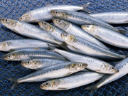 Sức khỏe - 13 loại thuỷ hải sản thân thiện với hệ tiêu hóa, giàu Omega-3 và protein, dễ tìm ở chợ Việt với giá từ 25.000 đ/kg