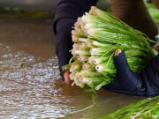 Tin tức - Nghề lạ ở Việt Nam: Trồng loại rau dại mọc dưới nước, hơn một tháng đã cắt bán, nông dân rủng rỉnh thu tiền
