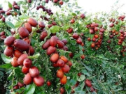 Sức khỏe - 11 loại quả bán đầy chợ Việt, bệnh ung thư rất sợ nhưng nhiều người lại bỏ qua, giá từ 15.000 đồng/kg