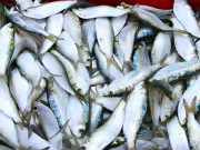Sức khỏe - 13 loại cá béo giàu Omega-3 và vitamin, tốt cho sức khỏe mọi lứa tuổi, cầm 25.000 đồng là mua được ở chợ Việt