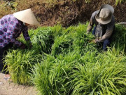 Tin tức - Loại cỏ dại lớn nhanh như thổi, không cần trồng cũng cho thu hoạch liên tục, giúp người dân có thêm thu nhập