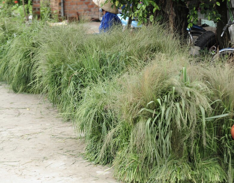 Chợ cỏ Ô Lâm (An Giang) gắn liền với nghề cắt cỏ dại đem bán vô cùng độc đáo của nhiều người dân (Ảnh minh hoạ)