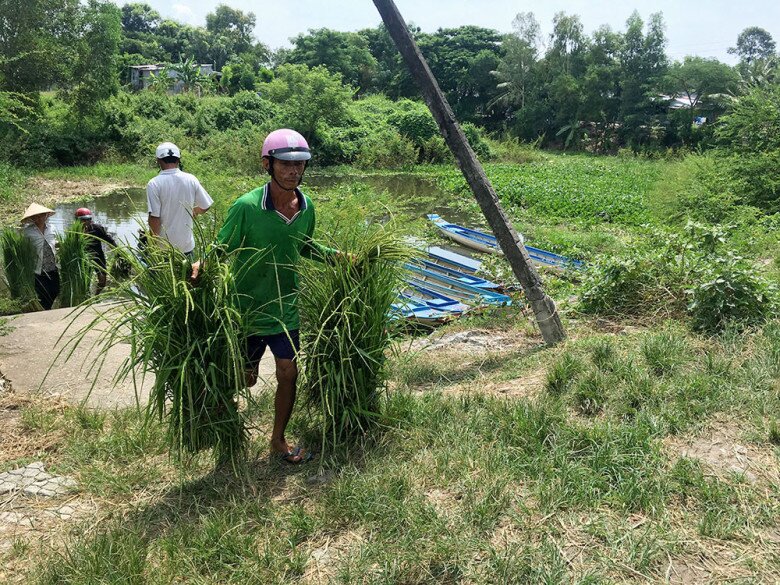 Người dân cắt cỏ, gom thành từng bó và vận chuyển bằng ghe để ra chợ bán (Ảnh báo An Giang)