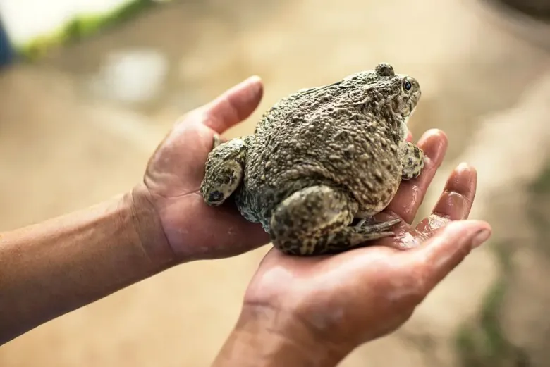 Người dân chăm sóc ếch thương phẩm khoảng 80-90 ngày có thể xuất bán (Ảnh minh hoạ).