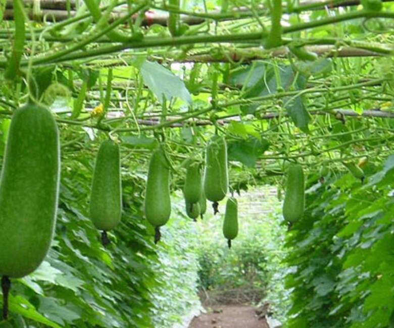 Giàn bí đao xanh tốt, sai quả (Ảnh minh hoạ)