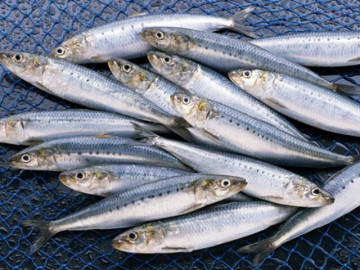Sức khỏe - 13 loại thuỷ hải sản thân thiện với hệ tiêu hóa, giàu Omega-3 và protein, dễ tìm ở chợ Việt với giá từ 25.000 đ/kg