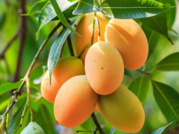 Loại quả chứa nhiều đường nhưng lại phòng được cả tiểu đường và ung thư, ở chợ Việt bán nhiều, giá từ 15.000 đồng/kg