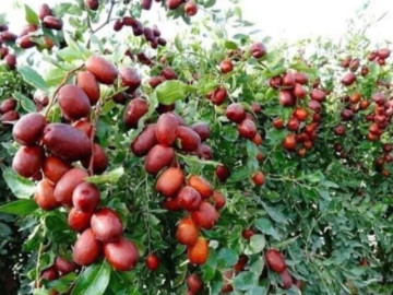 Sức khỏe - 11 loại quả bán đầy chợ Việt, bệnh ung thư rất sợ nhưng nhiều người lại bỏ qua, giá từ 15.000 đồng/kg