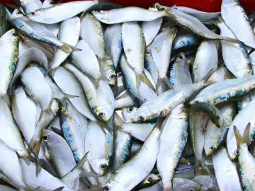 Sức khỏe - 13 loại cá béo giàu Omega-3 và vitamin, tốt cho sức khỏe mọi lứa tuổi, cầm 25.000 đồng là mua được ở chợ Việt
