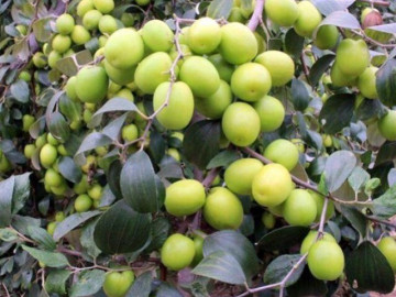 Sức khỏe - 3 loại quả bán đầy chợ Việt, bệnh ung thư rất sợ nhưng nhiều người lại bỏ qua, giá từ 15.000 đồng/kg