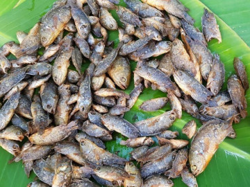 13 loại cá nước ngọt dân dã ở Việt Nam, giàu protein và Omega-3, bà nội trợ thấy nên mua về cho cả nhà dùng