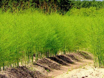 Loại rau lớn nhanh như thổi, giàu dưỡng chất, trồng một lần thu hoạch nhiều năm giúp nông dân đổi đời