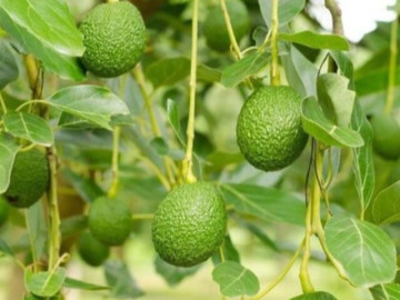 Sức khỏe - Loại quả nào nghe tên đã thấy ngao ngán nhưng giúp chống già, có giá rẻ bán đầy chợ ở Việt Nam?