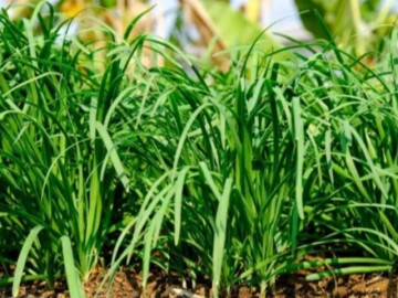 Loại rau lớn nhanh như thổi, giàu dưỡng chất, trồng một lần thu hoạch nhiều năm giúp nông dân đổi đời