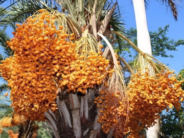 11 loại quả giàu chất xơ, giúp hỗ trợ tiêu hoá và kiểm soát đường huyết, chợ Việt bán nhiều từ 15.000 đồng/kg