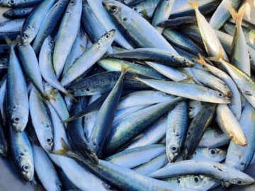 Sức khỏe - 11 loại cá biển dân dã ở Việt Nam, kích thước nhỏ nhưng giàu protein và omega-3, bà nội trợ thấy là mua ngay về dùng