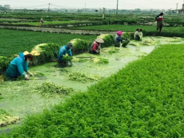 Loại rau lớn nhanh như thổi, giàu dưỡng chất, trồng một lần thu hoạch quanh năm giúp nông dân đổi đời