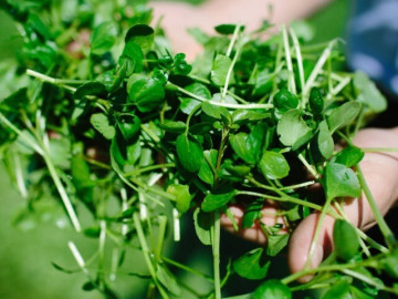 Loại rau tốt trên thế giới có nhiều ở Việt Nam, từng bị coi là cỏ dại nhưng nhiều dinh dưỡng, đặc...