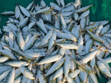 Sức khỏe - Loại cá nào được đánh giá tốt trên thế giới, giàu Omega-3, hàm lượng canxi gấp nhiều lần nước hầm xương?