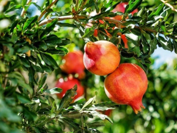 Loại quả nào ở Việt Nam trồng bạt ngàn, bổ máu không kém thịt, tốt cho sinh lý nam giới và giúp phụ nữ đẹp hơn?