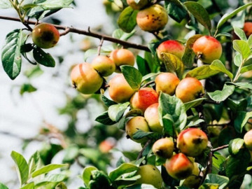 Loại quả đặc sản nhìn thì thèm nhưng khó nuốt, biết cách sử dụng vừa giúp giảm cân lại đánh tan mỡ máu
