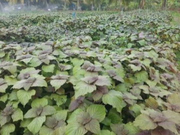 Loại rau lớn nhanh như thổi, trồng 30 ngày cắt ngọn thu hoạch được nhiều lần giúp nông dân đổi đời