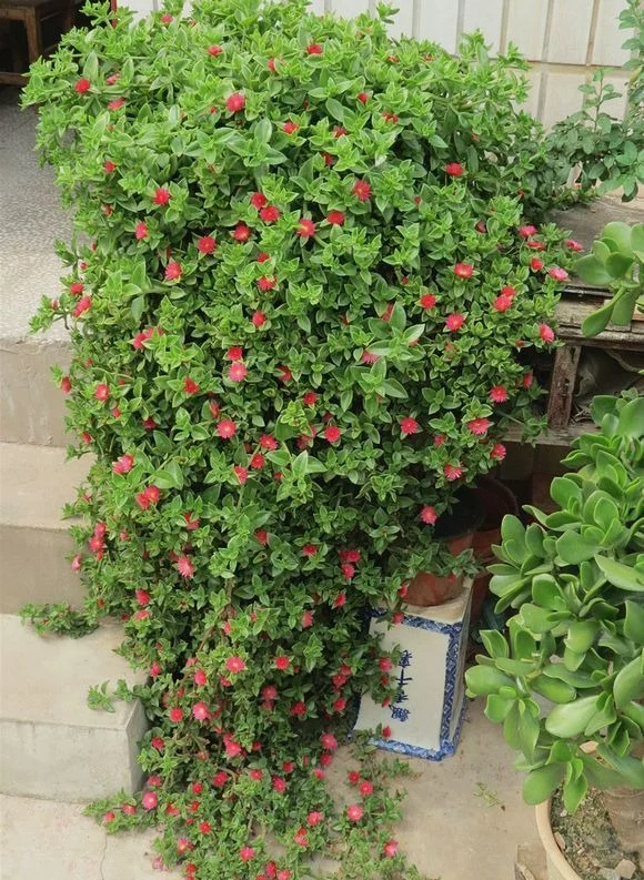 2 loại cây cảnh vừa đẹp vừa ăn được như rau, trồng ban công cực dễ, chẳng cần chăm nhiều - 1